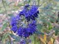 black knight,blue-spirea,blue-mist shrub,longwood blue,pershore,summer sorbet